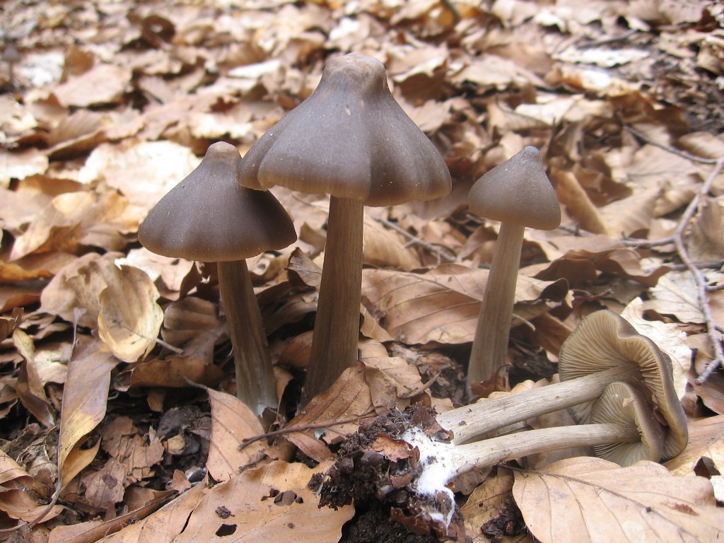 Forse Entoloma? (cfr. Entoloma hirtipes)